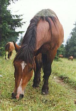 Koníček 
